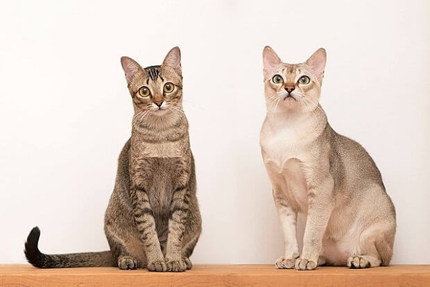 two Singapura cats sitting