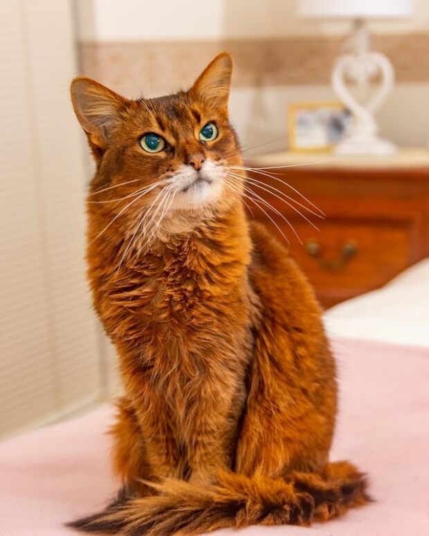 A Somali cat