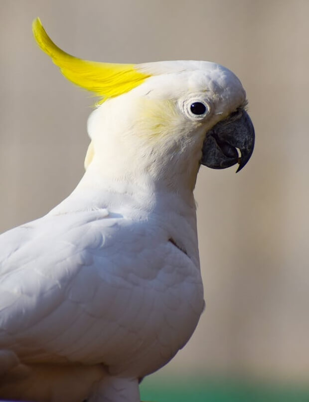 A closeup image of a Sulphur-Crested Cockatoo