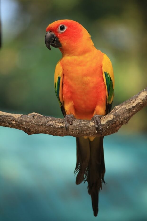 A Sun Conure Parrot on a branch