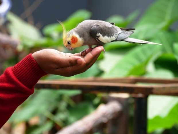 Training a Pet Cockatiel to sit in hand