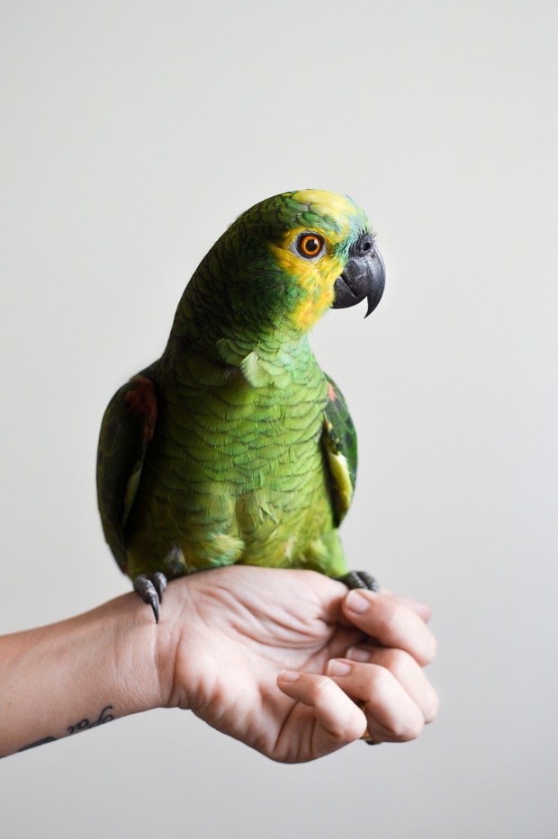 Training a pet parrot to sit on the arm
