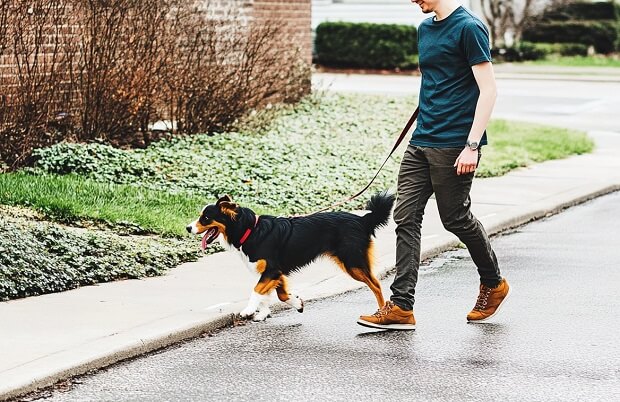 Walking with the dog