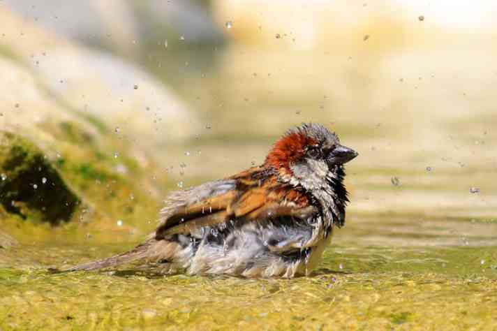 Wet sparrow after bathing