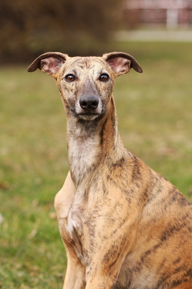 A closeup image of a Whippet dog
