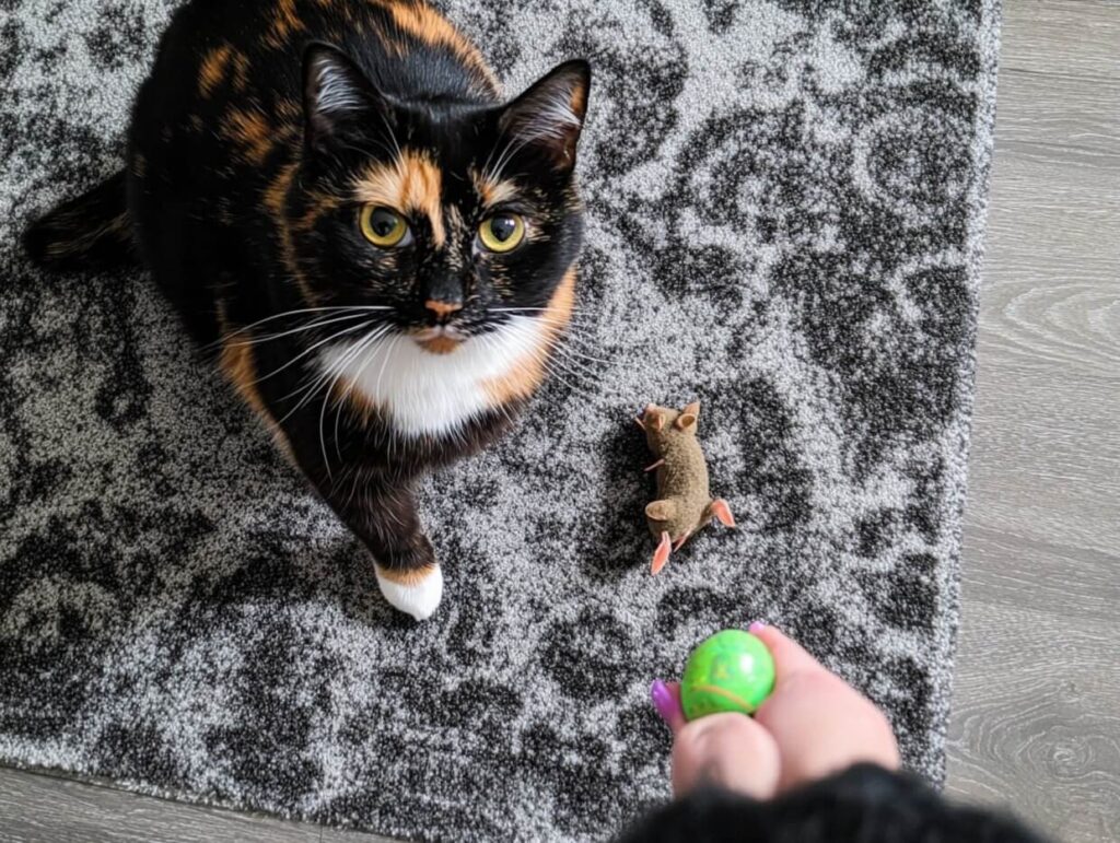 Why do cats bring you gifts