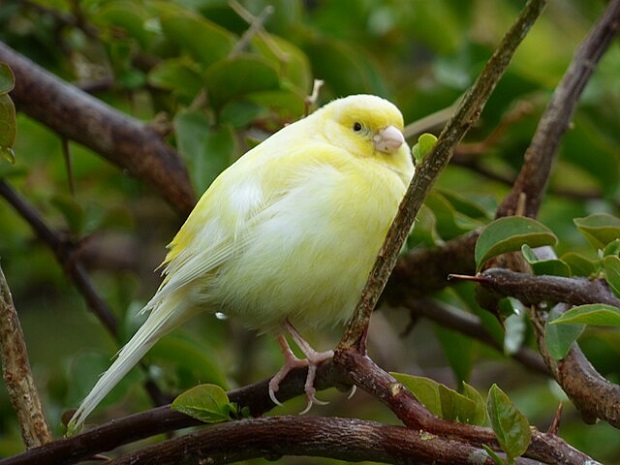 A yellow canary perched in a tree on Midway Atoll