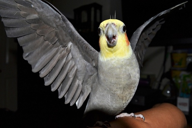 cockatiel in a playful mood 