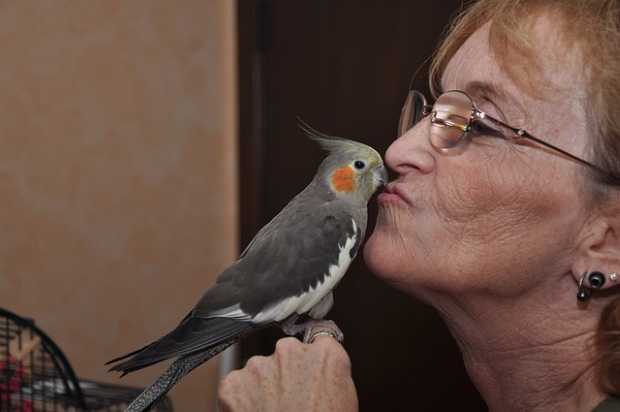 cockatiel showing affection to its owner 