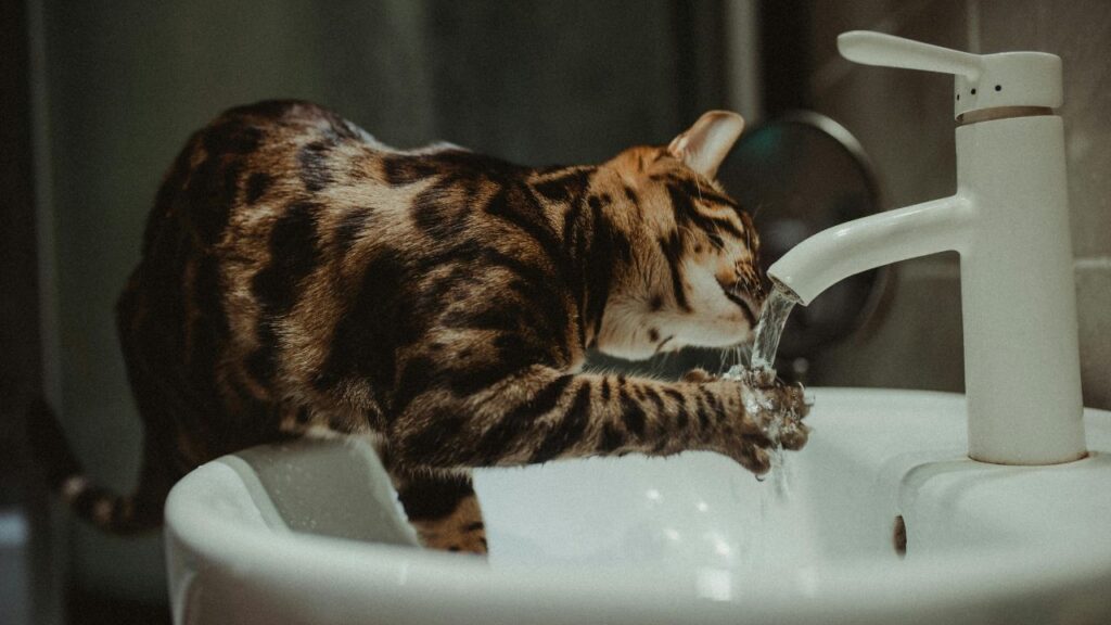 Cat drinking water