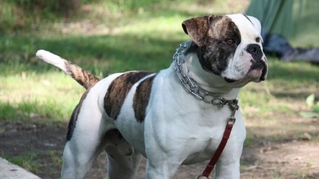 american bulldog