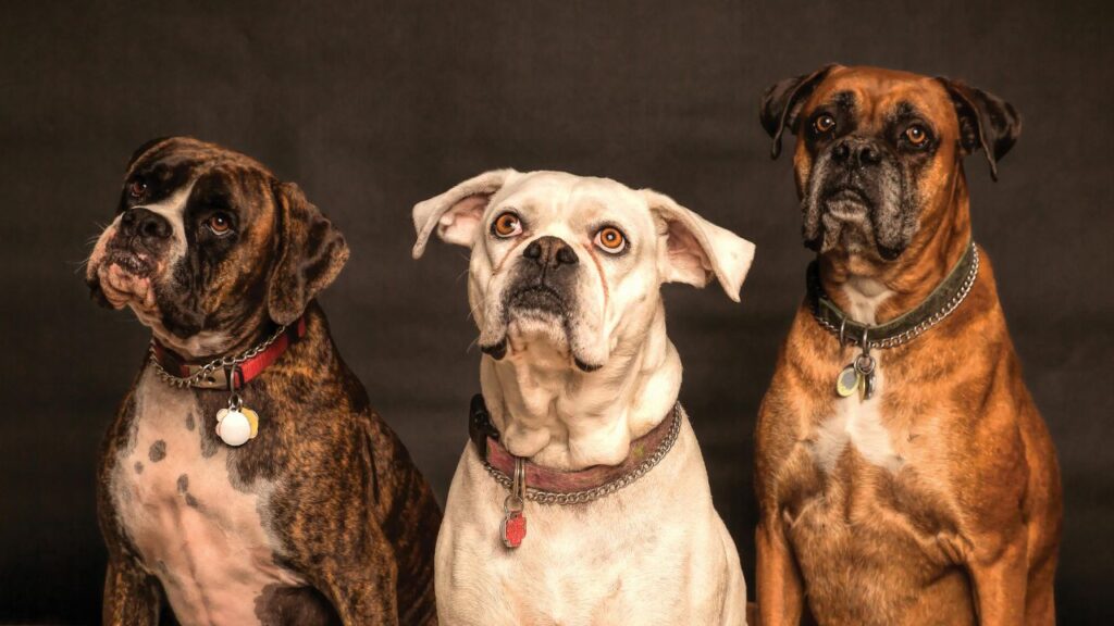 boxers
