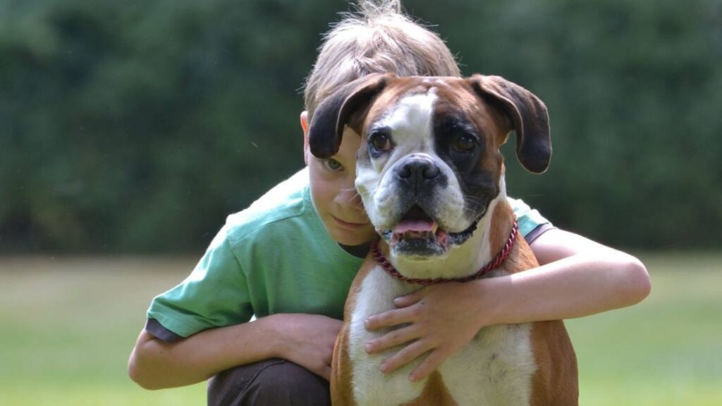 german boxer