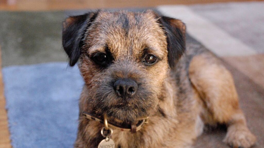 border terrier