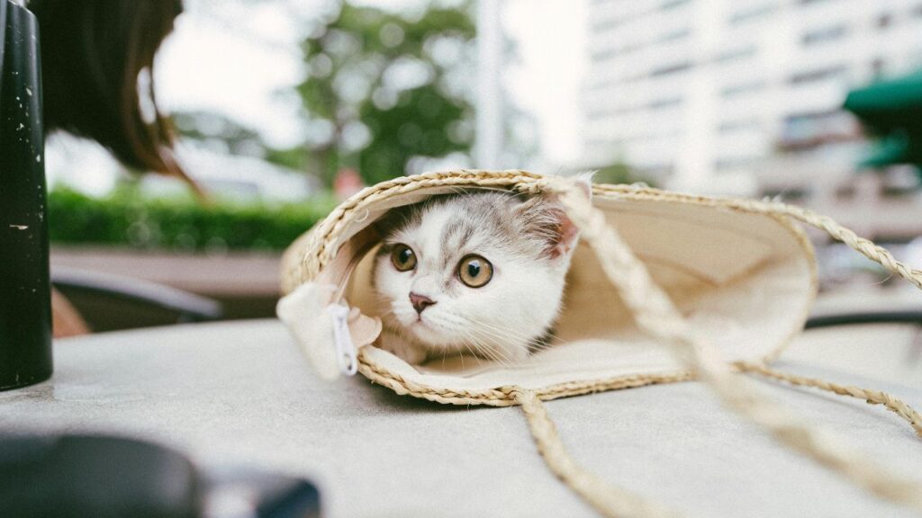 cat in a bag