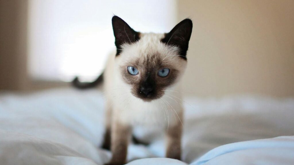 siamese cat