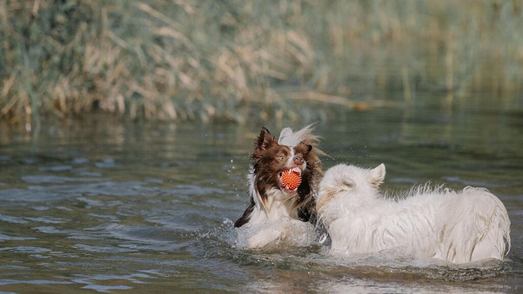 dogs playing in water