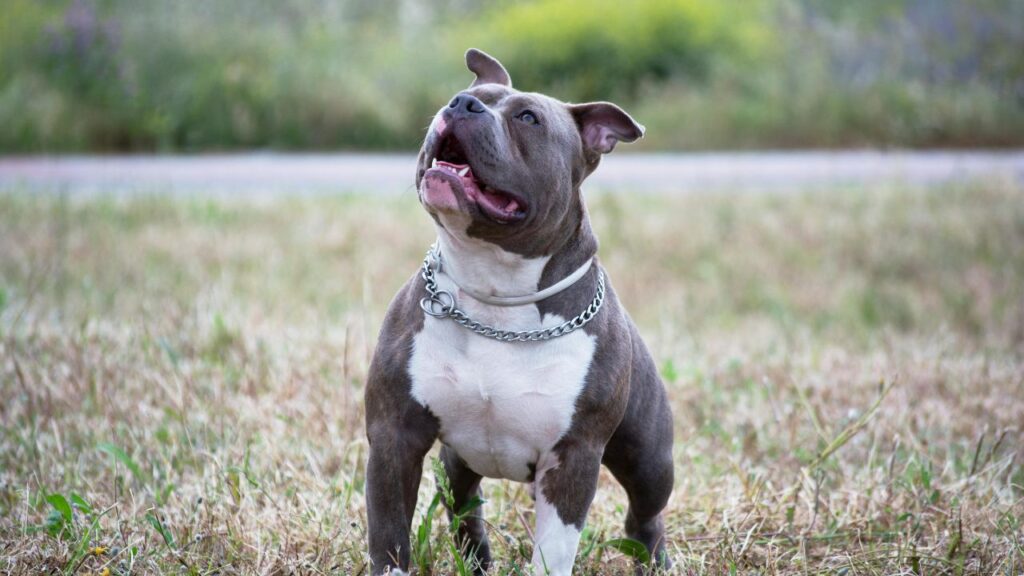 pitbull