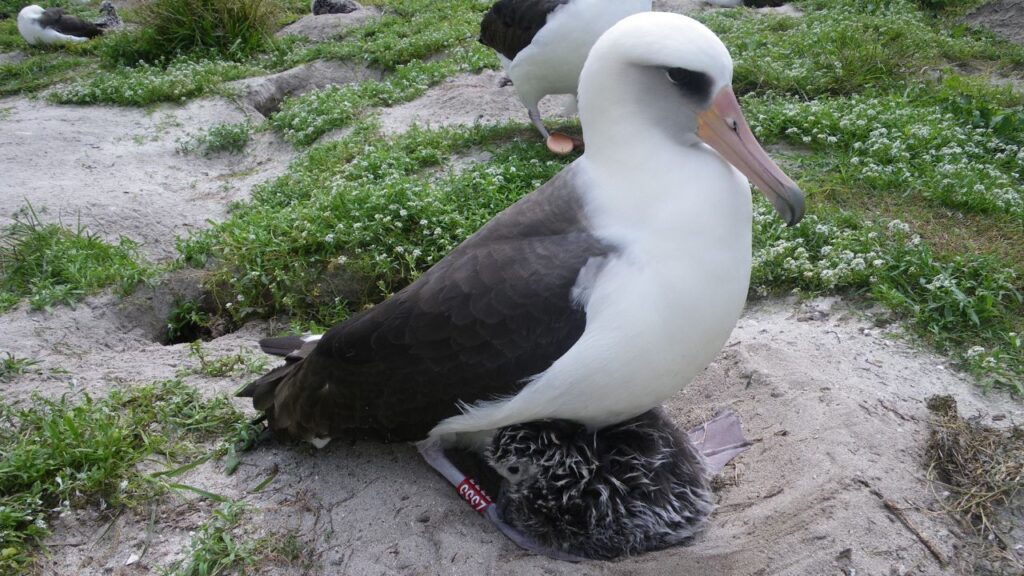 Wisdom, the Laysan Albatross – 70+ Years