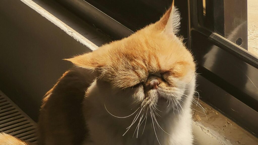 exotic shorthair