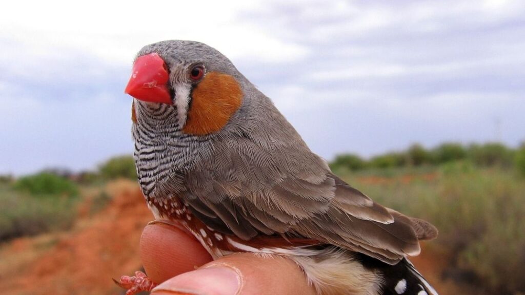 Zebra Finch