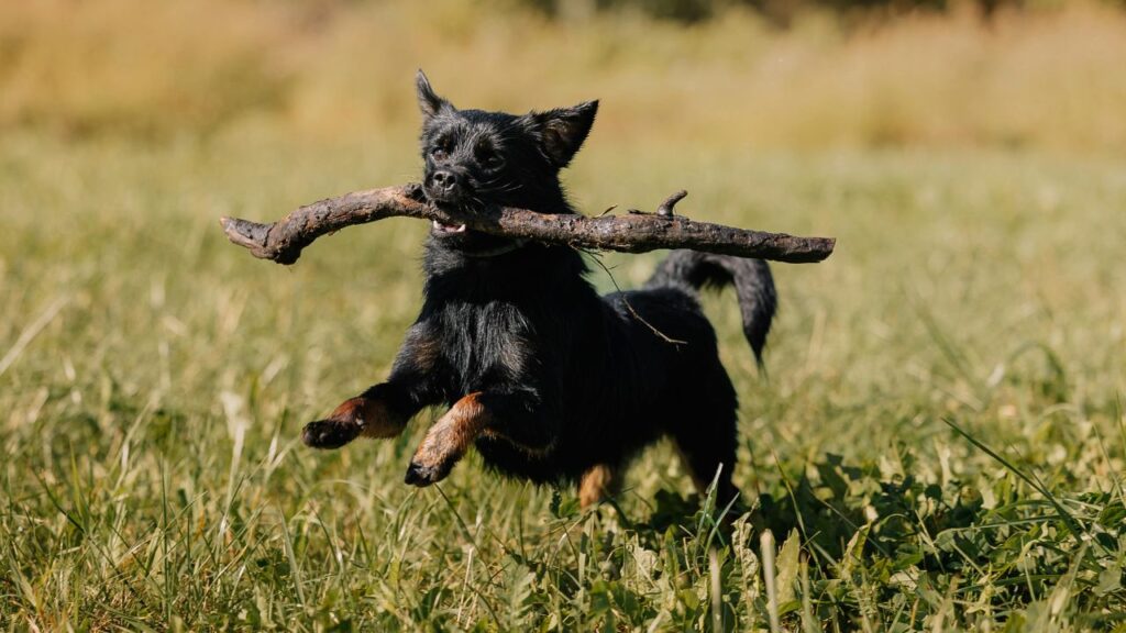 Dog with stick in mouth