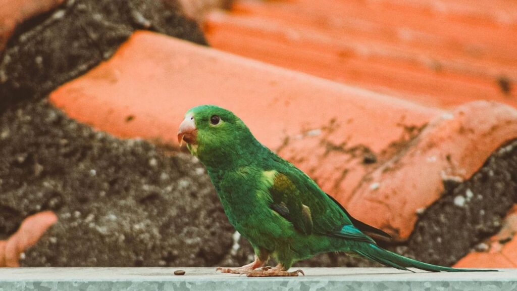 Parrotlet