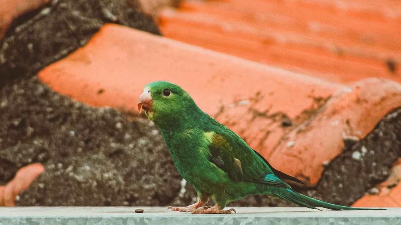 Parrotlet