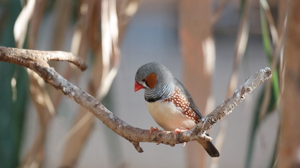 Zebra Finch