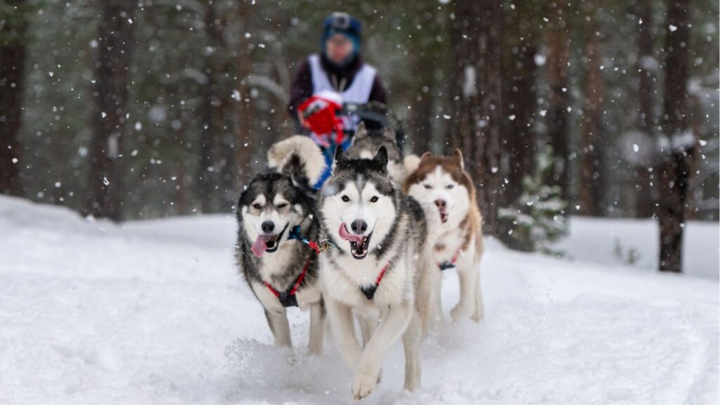 dogs