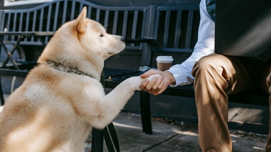 dog shaking hands with man