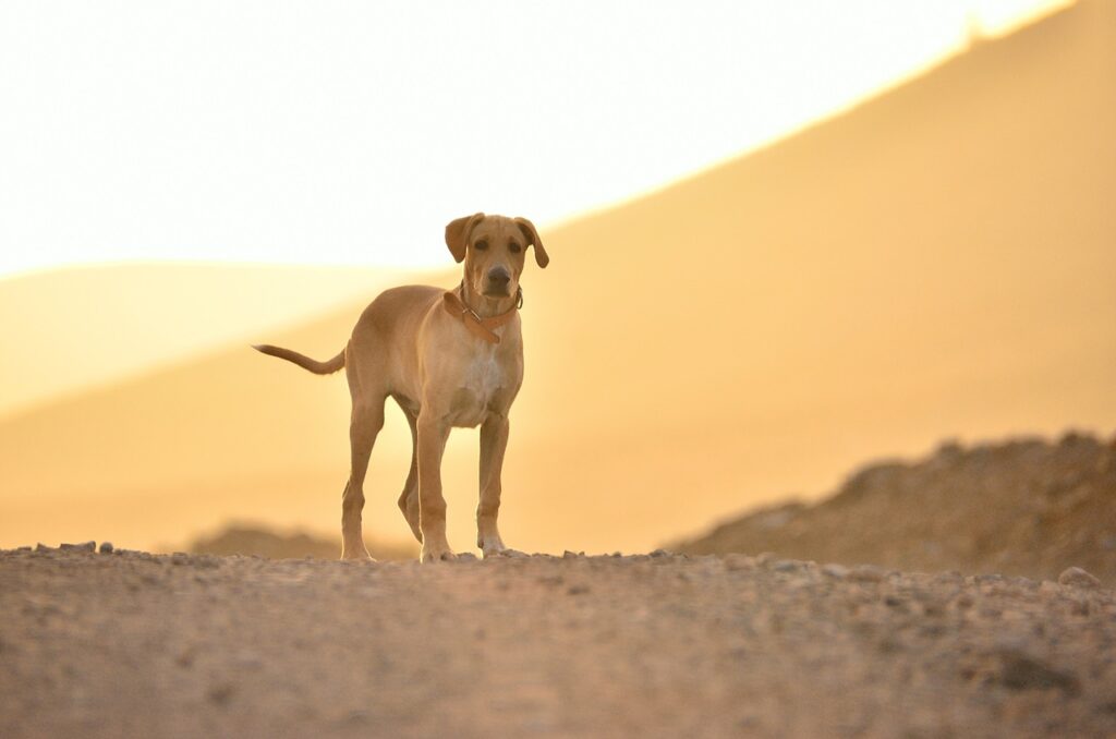 Dog in heat
