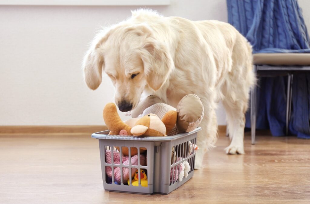 Dog cleaning up toys