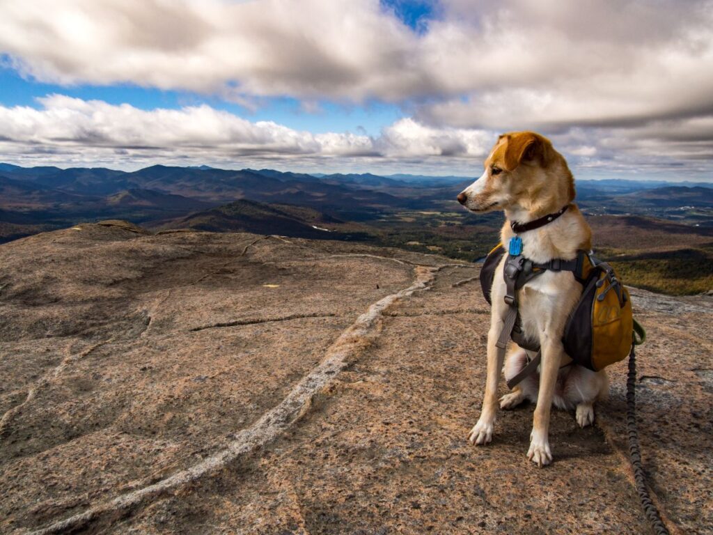 Dog on a hike