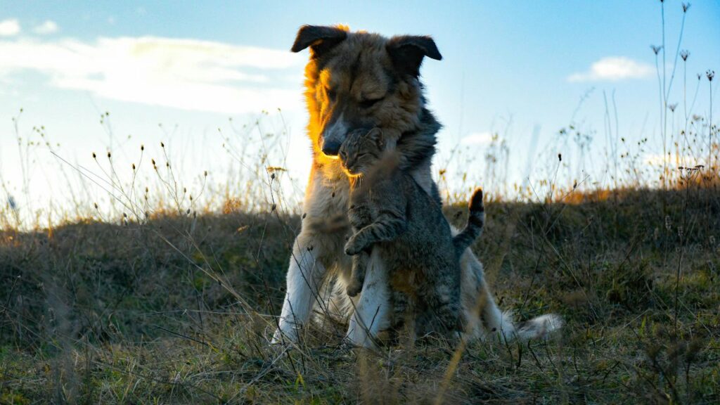Cat and dog playing