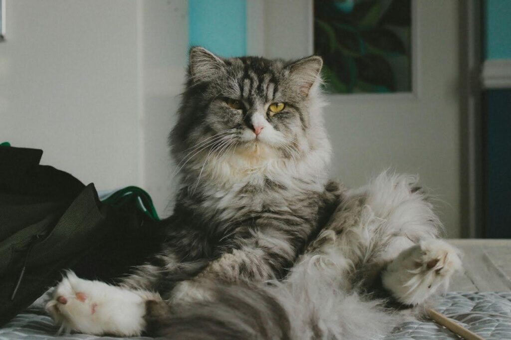 maine coon