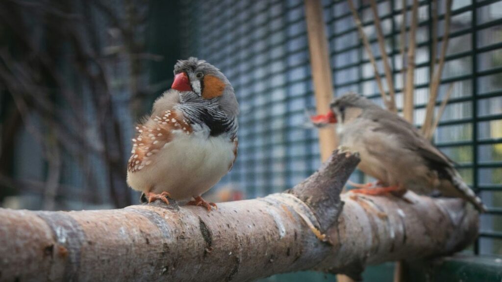 Zebra Finch