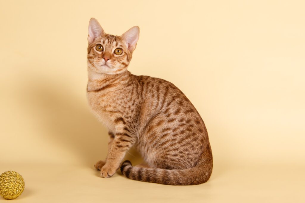 Ocicat cat