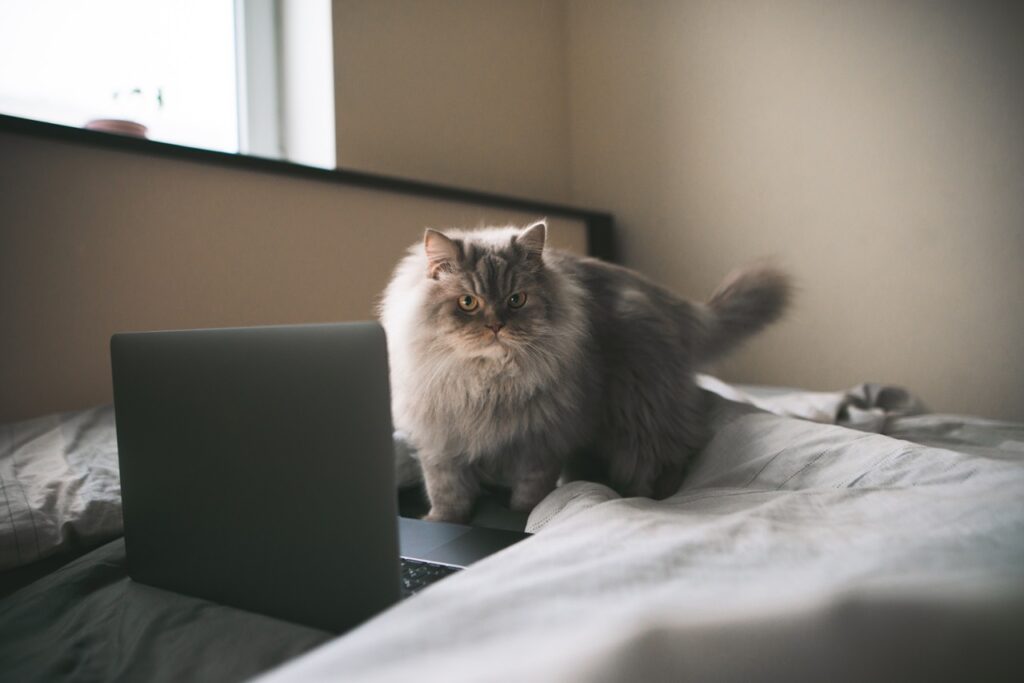 Cat on laptop