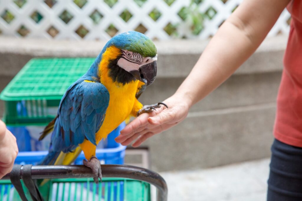 Macaw holding hand