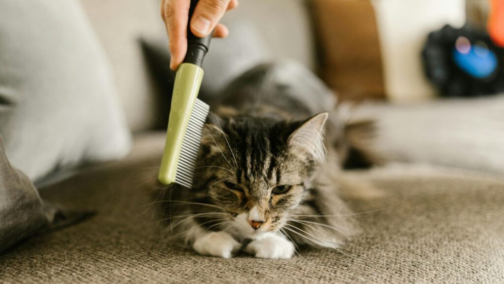 cat brushing