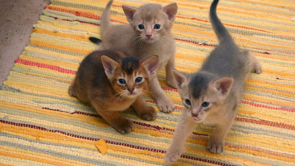 Abyssinian