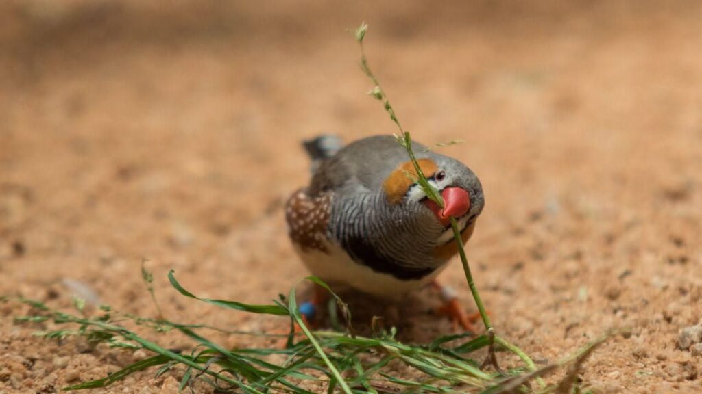 Zebra Finch