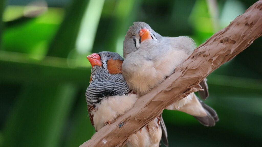 Zebra Finch