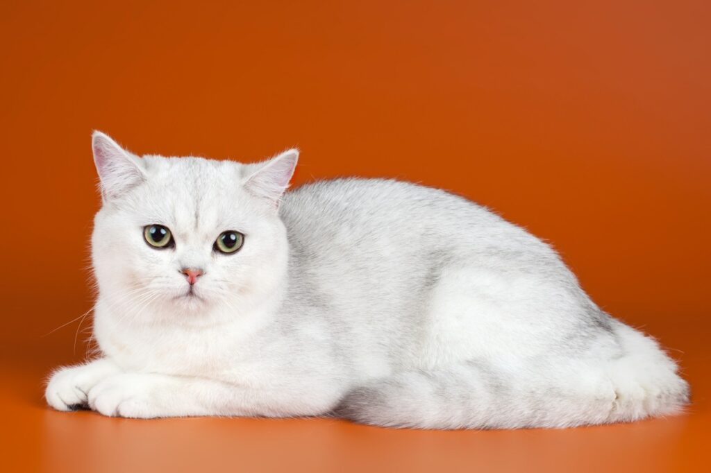 White British Shorthair