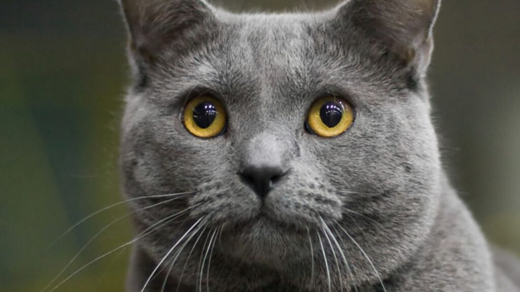  Chartreux