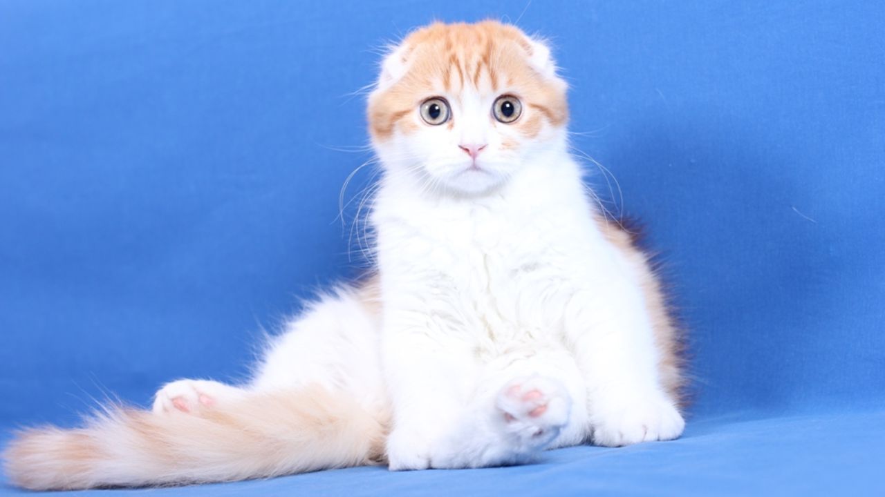 Scottish Fold