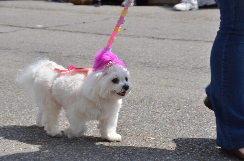 A Maltese on leash