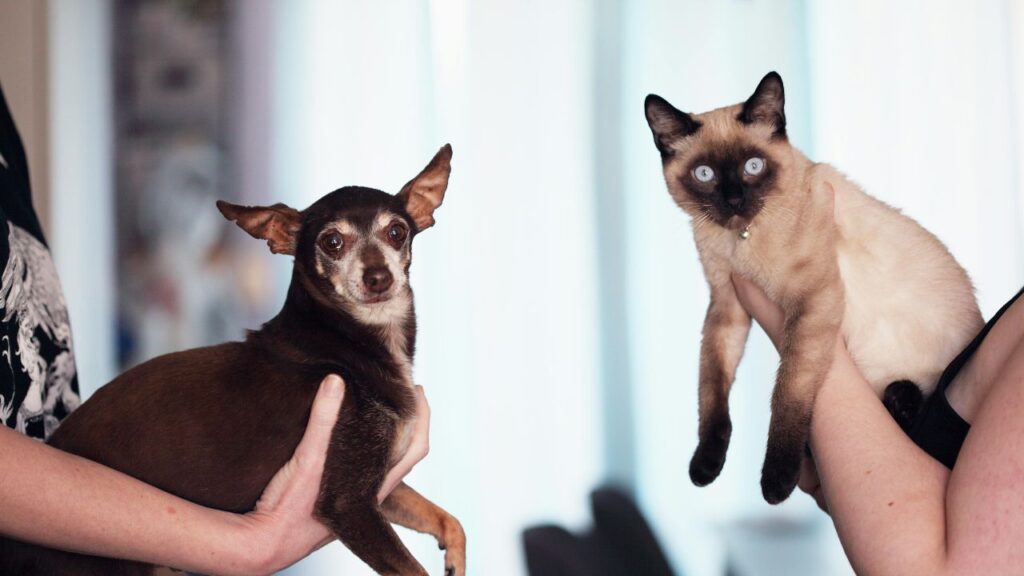 Smooth First Meeting Between Your Cat and Dog