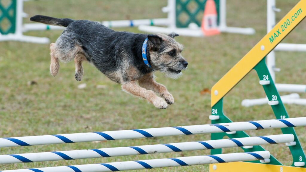 border terrier mid jump